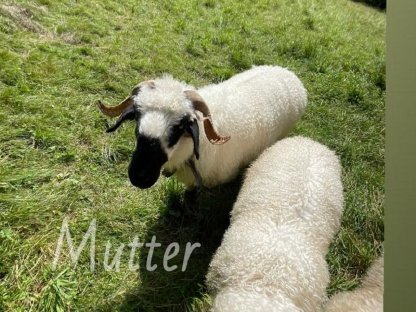 Reinrassiger Walliser Schafbock