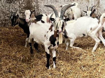 Bild 2:Steirische Scheckenziege Zuchtbock