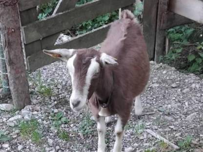 Toggenburger Ziege