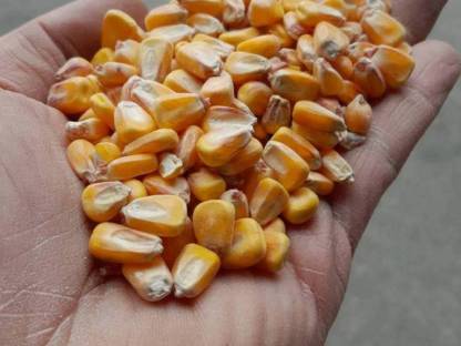 Bild 2:Mais trocknen und kostenlos einlagern