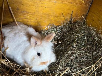 Bild 2:Zwergkaninchen