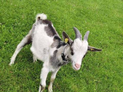 Ziegenbock