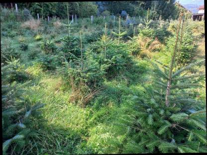 Bild 3:Christbäume, Dekobäume