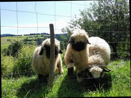 Bild 2:Waliser Schwarznasen Schafe