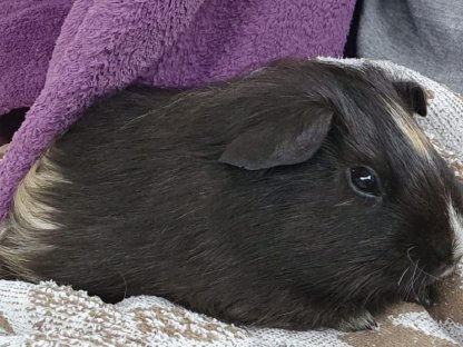 Flauschige Meerschweinchenjungs
