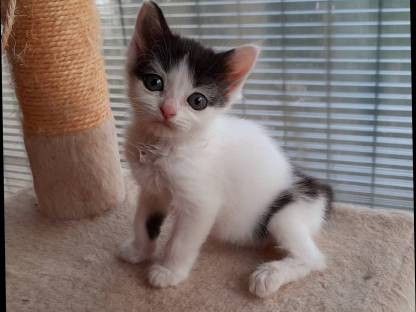 Bild 2:Ragdoll - Europäisch Langhaar Edelkitten