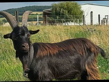 Bild 3:1,5-jähriger Blobe-Bock
