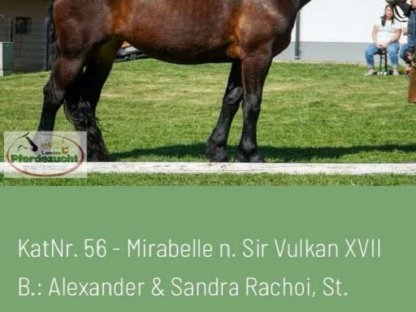 Mirabelle sucht ein neues Zuhause