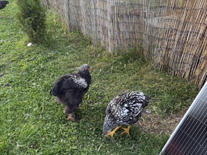 Bild 4:Hähne und Hennen zu verkaufen