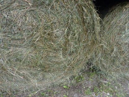 Bild 3:Grobes Ross-Heu, 1. Schnitt Juli/August