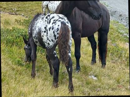 Bild 4:Hengstfohlen Lotus