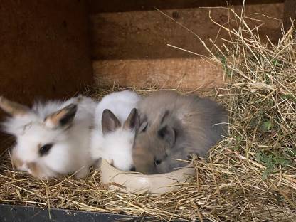 Liebe Zwergkaninchen
