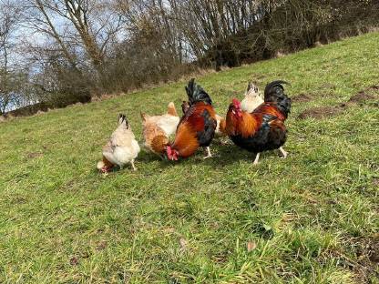 Bild 2:Bruteier und Jungtiere vom Sulmtalerhuhn, weizenfarbig