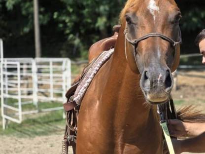 Bild 5:American Quarter Horse Hengst Tommy Wild
