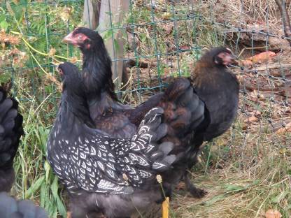 Hühner, Hennen, Hähne, Barnevelder