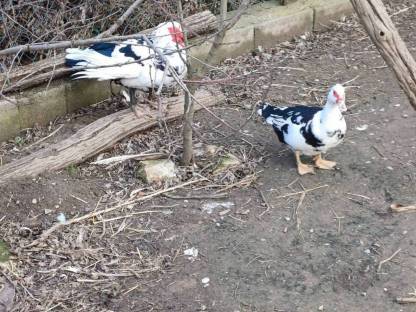 Bild 2:Verschenke Warzenenten