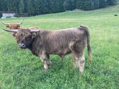 Bild 3:Hochlandrind Zuchtstier