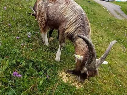 Bild 6:Pinzgauer Böcke