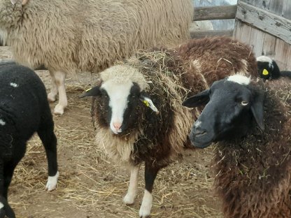 Bild 4:Bio Waldschafe