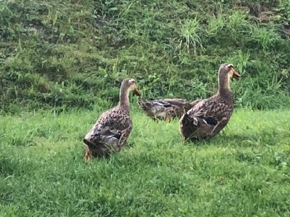 Rouen Clair-Enten