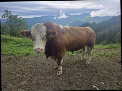 Fleckvieh Stier hornlos
