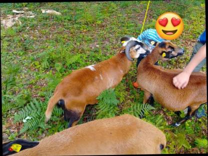 Bild 3:Kamerunwidder