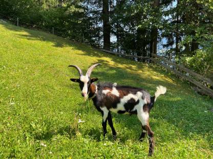 Tauernschecken Bock