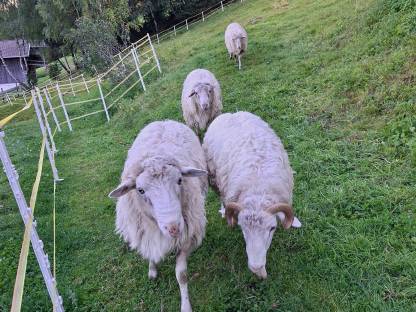 Bild 2:Krainer Steinschafe