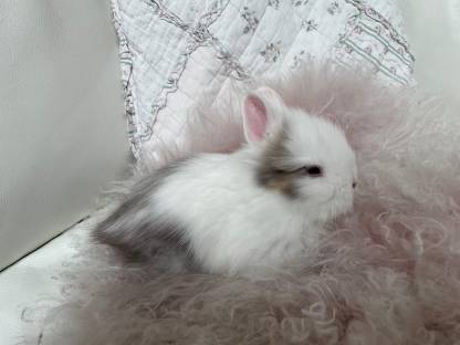 Bild 3:Zwerghase Kaninchen Zwergkaninchen Löwenkopf Teddy