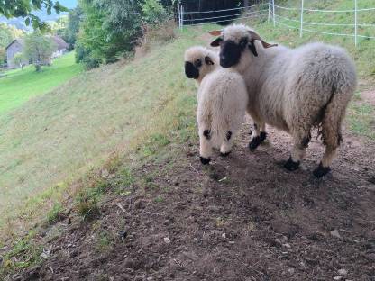 Walliser Schwarznasen Widder
