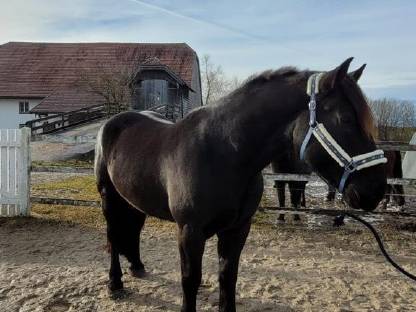 Bild 2:Norikerwallach