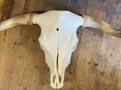 Bild 5:Hochlandrinderkopf