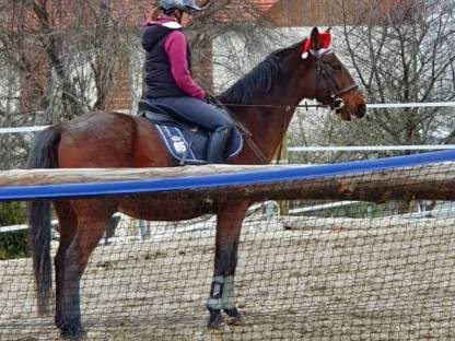 Bild 2:16-jähriger Warmblutwallach