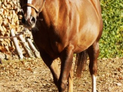 Bild 6:Quarter und Pony Couple