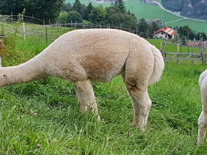 Alpakastute, Jungstute