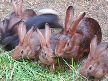 Bild 7:Hasenkaninchen reinrassig