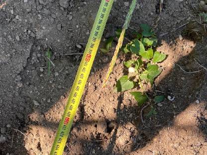 Bild 3:Silomais ab Feld