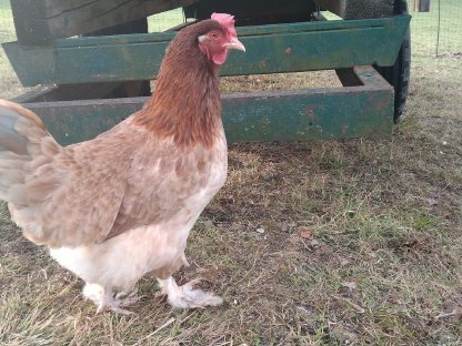 Bild 4:Bruteier bunter Hühnertruppe