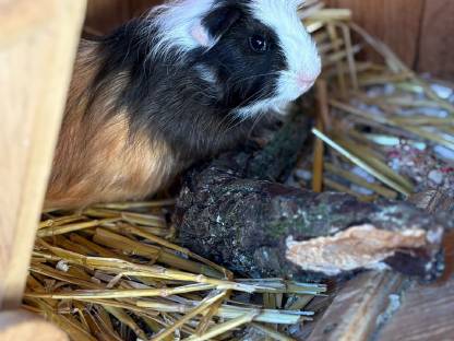 Bild 4:Meerschweinchen