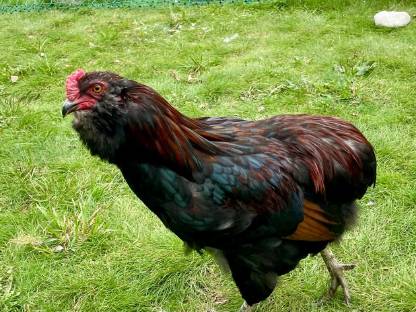 Araucana Hahn