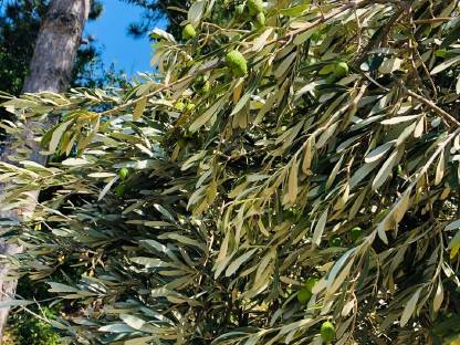 Bild 6:XXL 3,4 m hoch Olivenbaum Methusalem mit Oliven