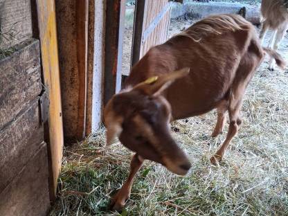 Bild 3:Toggenburger Mix in Milch