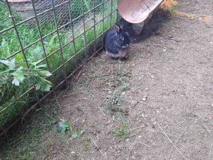 Zwergkaninchen