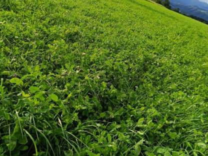 Bild 6:Siloballen Klee Ackerklee Bio