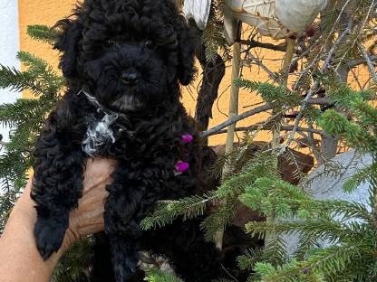 Bild 6:Bollipoo-Welpen und Toypudel mit Ahnentafel