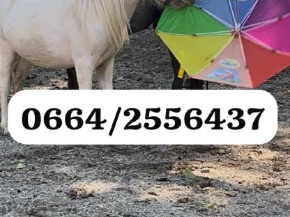 Bild 3:Super liebes kinder pony