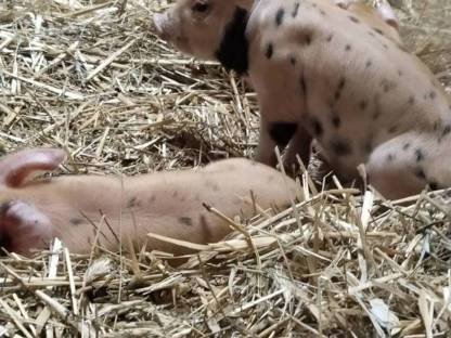 Bild 8:Duroc Ferkel, Iberico, Schwäbisch-Hällisch, Berkshire