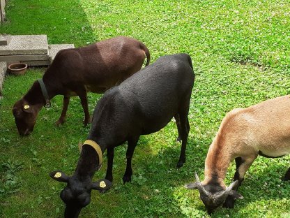 Bild 4:Kamerunwidder