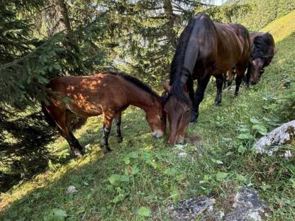 Bild 4:Noriker Hengstfohlen