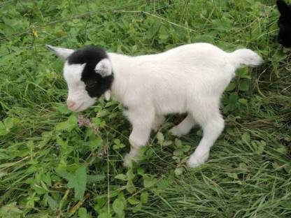 Bild 2:Minizwergziege